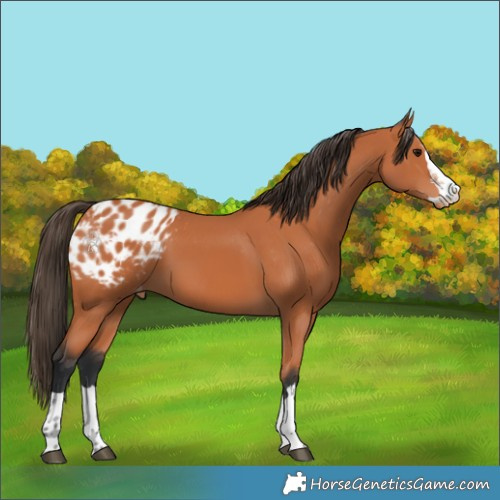 Horse Color:Bay Appaloosa