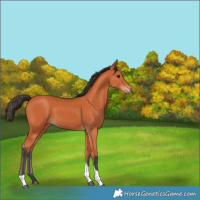 Horse Color:Bay Tobiano 