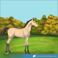 Horse Color:Buckskin 
