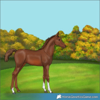 Horse Color:Chestnut Tobiano