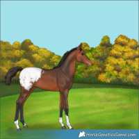 Horse Color:Bay Tobiano Snowcap 