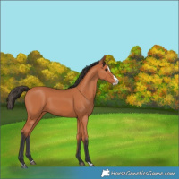 Horse Color:Bay Splash 