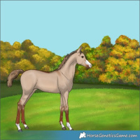 Horse Color:Unknown 