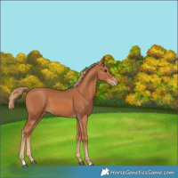 Horse Color:Chestnut Varnish 