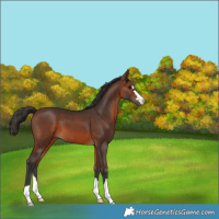 Horse Color:Brown