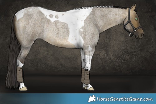 Horse Color:Buckskin Roan Dun Tobiano Rabicano 
