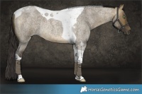Horse Color:Buckskin Roan Dun Tobiano Rabicano 