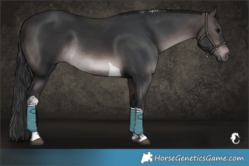 Horse Color:Platinum Brown Tobiano Rabicano 