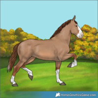 Horse Color:Red Dun Splash 