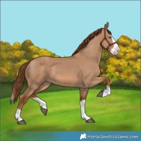 Horse Color:Red Dun Splash 