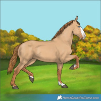 Horse Color:Red Dun Splash 