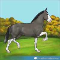 Horse Color:Grullo Splash 