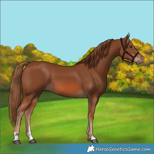 Horse Color:Chestnut 