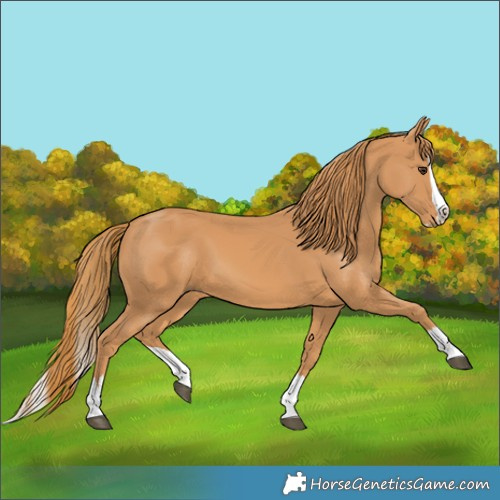 Horse Color:Chestnut Splash 
