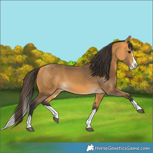 Horse Color:Buckskin Splash 