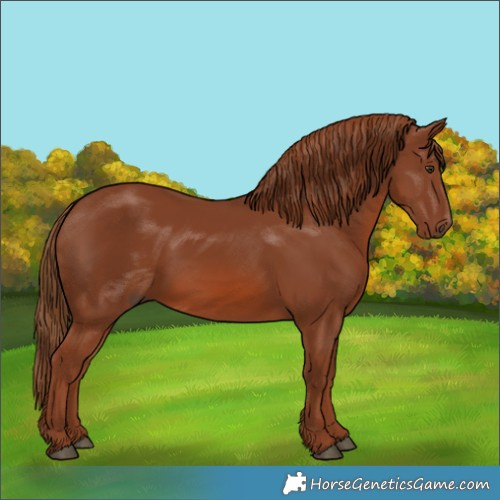 Horse Color:Chestnut 