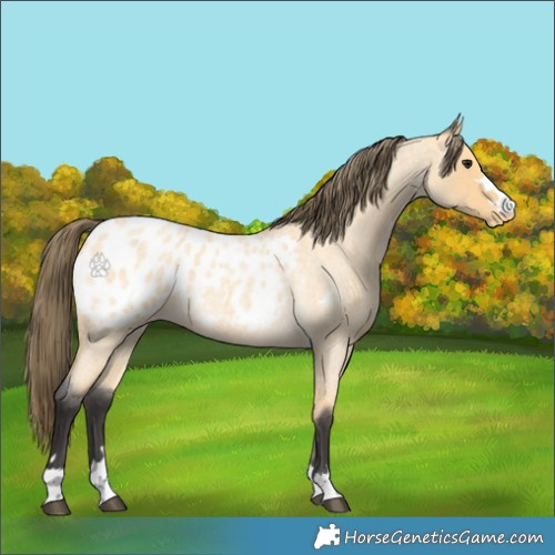 Horse Color:Buckskin Roan Appaloosa 