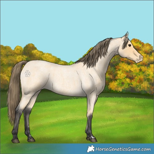 Horse Color:Buckskin Roan Appaloosa 