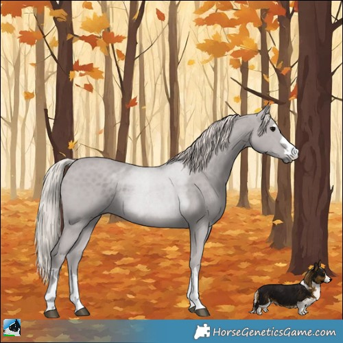 Horse Color:Silver Black