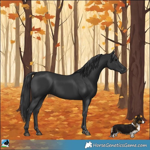 Horse Color:Black 