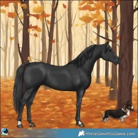 Horse Color:Black 