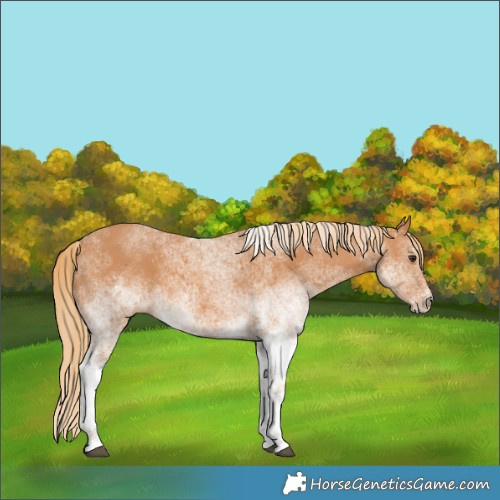 Horse Color:White Spotted Chestnut