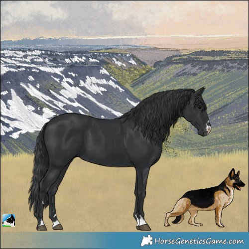 Horse Color:Black 