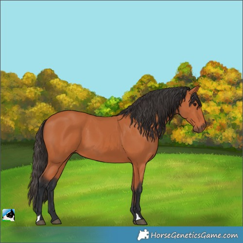 Horse Color:Bay 