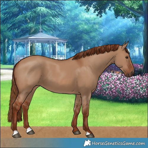Horse Color:Red Dun 