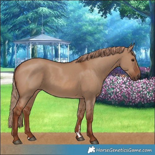 Horse Color:Red Dun 