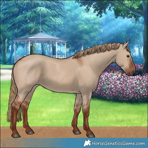 Horse Color:Red Dun 