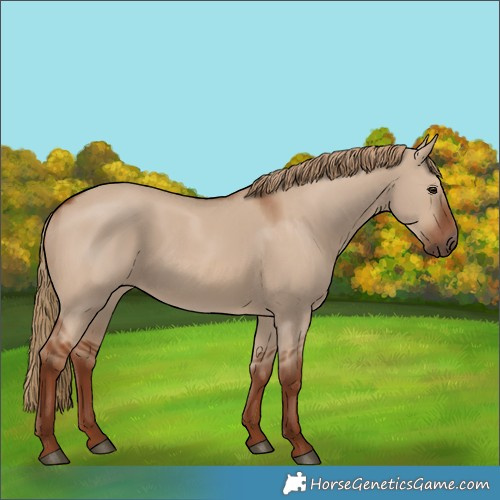 Horse Color:Red Dun 