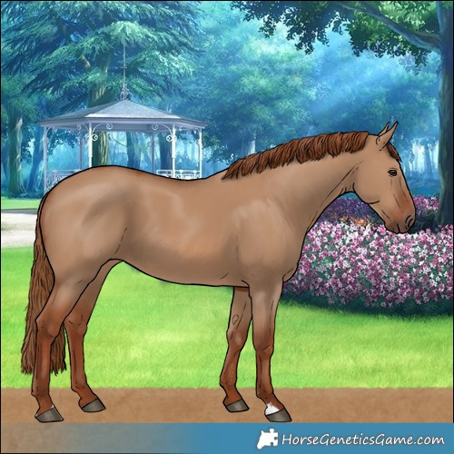 Horse Color:Red Dun 