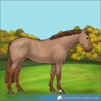 Horse Color:Red Dun 