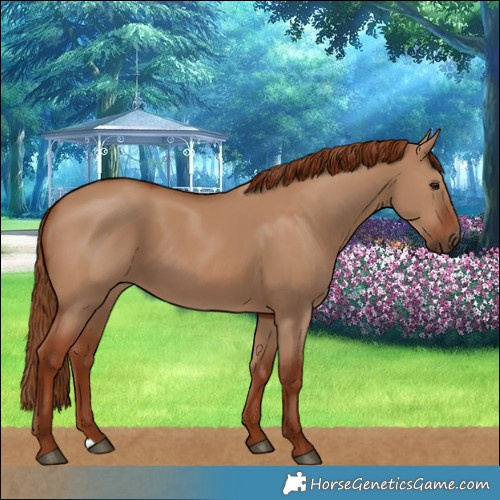 Horse Color:Red Dun 