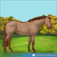 Horse Color:Red Dun 