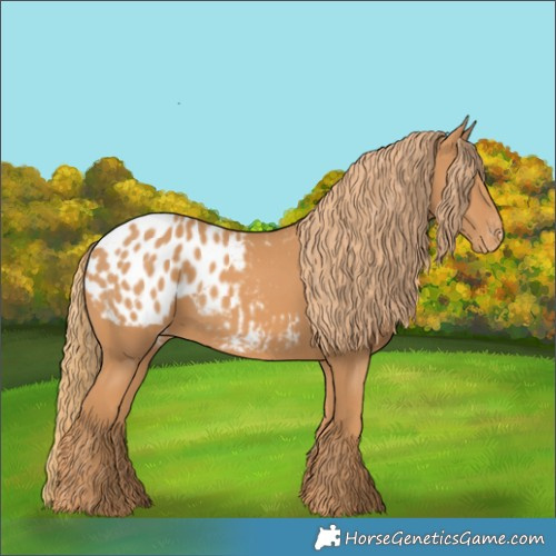 Horse Color:Chestnut Appaloosa