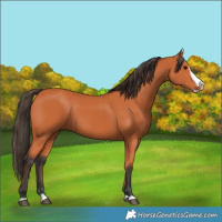 Horse Color:Bay Splash Frame