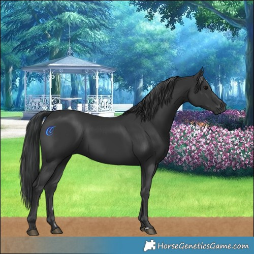 Horse Color:Black 