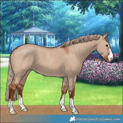 Horse Color:Red Dun 