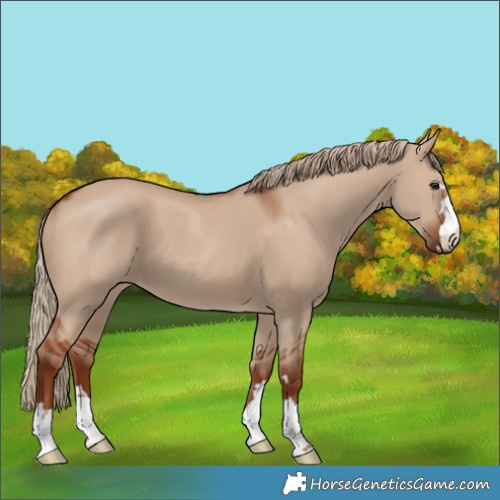 Horse Color:Red Dun 