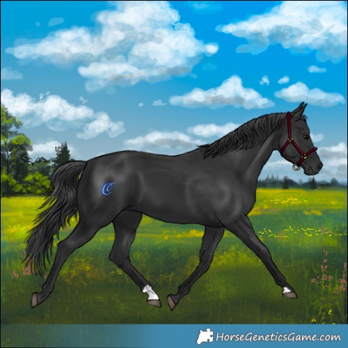 Horse Color:Black 