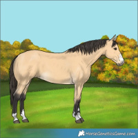 Horse Color:Buckskin 