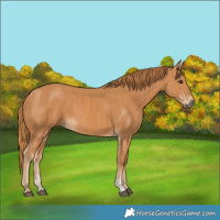 Horse Color:Chestnut  and Chestnut 
