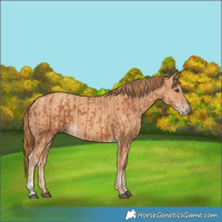 Horse Color:Chestnut and Gold Champagne