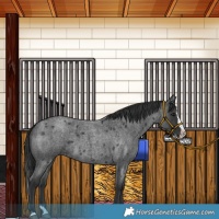 Horse Color:Blue Roan Splash 