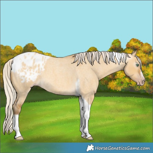 Horse Color:Gray Silver Amber Cream Champagne Roan Dun Splash Tobiano Frame Appaloosa Rabicano 
