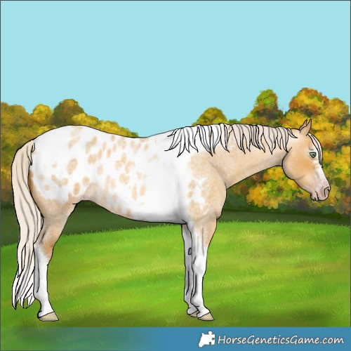 Horse Color:Gray Silver Amber Cream Champagne Roan Dun Splash Tobiano Frame Near Leopard Rabicano 