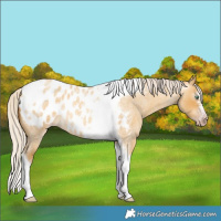 Horse Color:Gray Silver Amber Cream Champagne Roan Dun Splash Tobiano Frame Near Leopard Rabicano