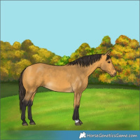 Horse Color:Buckskin 